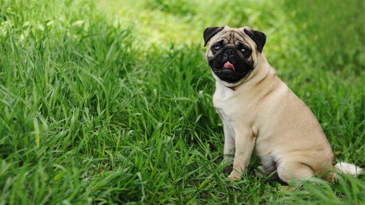 A playful pug sits in vibrant green grass, exuding warmth and companionship in a serene setting.