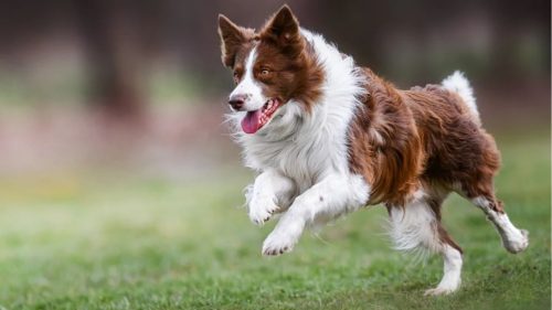 dog running
