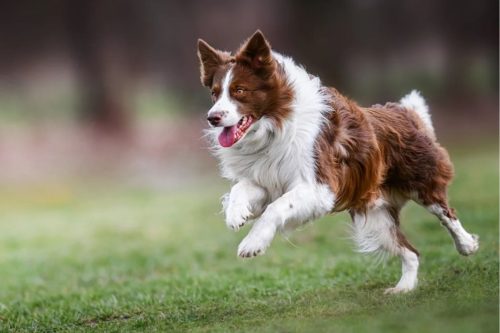 dog running