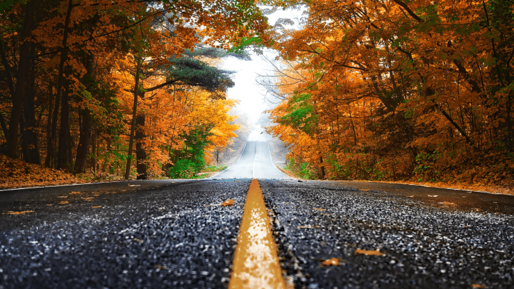 A serene, winding road framed by vibrant autumn foliage, evoking a sense of calm and reflection.