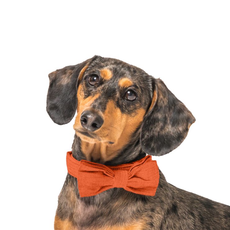 A charming dog in a bow tie exudes warmth and approachability, reflecting care and compassion.