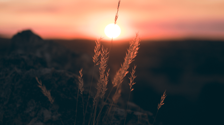 Golden sunlight filters through gentle grasses, evoking hope and resilience in a serene landscape.