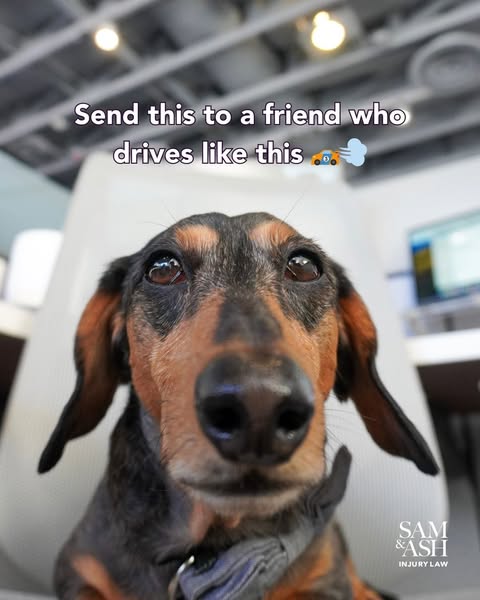 Rocky’s side-eye says it all… ð Too many people treat the streets like a racetrack. ðÂÂÂï¸Âð¨ 
Rocky’s advice? Slow down, take a breath, and get there safely. Because no destination is worth an accident. ð¾âÂÂï¸Â 
#RockySays #DriveSafe #SamAndAsh 702.820.1234