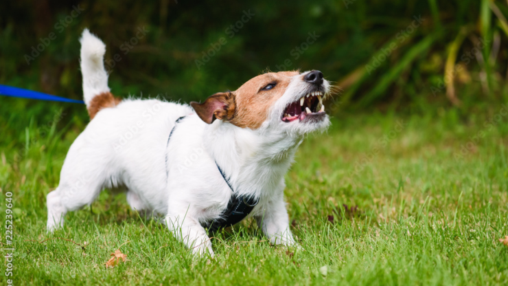 A small dog displays aggression in a lush green setting, highlighting the need for safety and care.