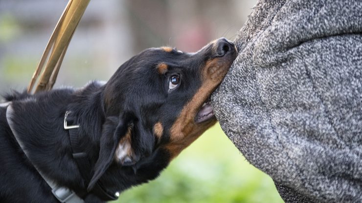 A focused dog interacts gently with a person, conveying warmth and connection in a serene outdoor setting.