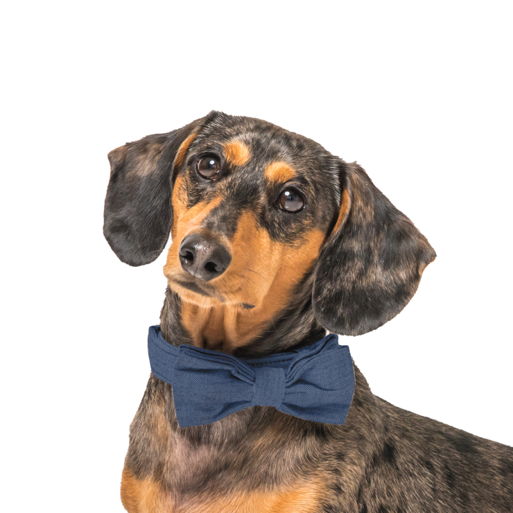 Dachshund with a blue bow tie, conveying trust, care, and attentive advocacy.