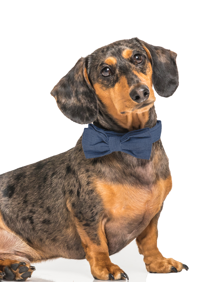 Confident and attentive dog with a blue bow tie, symbolizing care and trustworthiness.