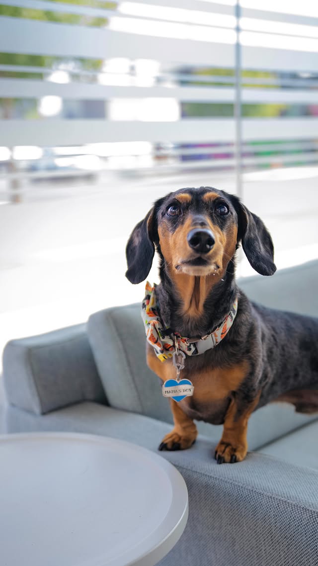 ðÂÂÂÂ¾ We follow our fearless Canine Executive Officer through a full day of hard work ðÂÂÂÂ¼ðÂÂÂÂ¶ #whatsright #RockyTheCEO #GoodBoyCEO #RockysRules #DachshundsofInstagram #OfficeDog #CEOdog #LawDog #DogsOfInstagram #DoxieLife #DogsInSuits