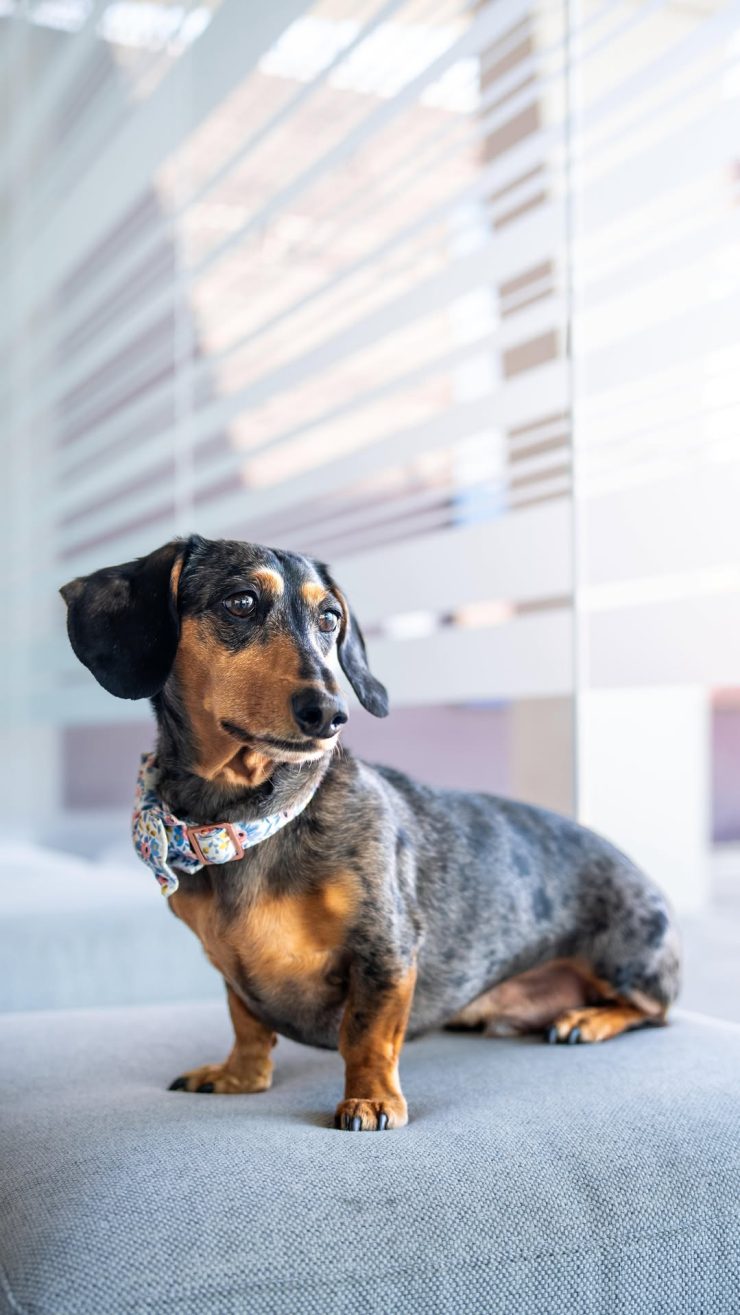 As Mr. Good Boy CEO, I’m over here chasing results for your injury case. Trust me, I know what I’m doing. 

Call Sam & Ash for your FREE case review: 833-883-1333